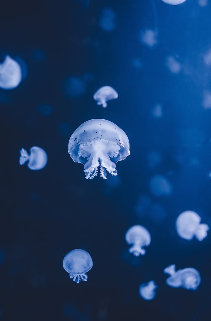 Deep-Sea Trench